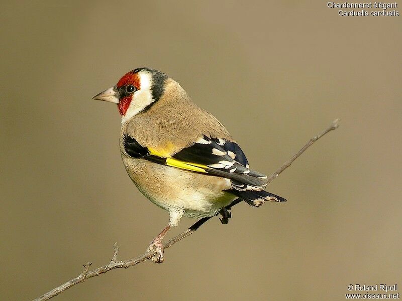 European Goldfinchadult post breeding