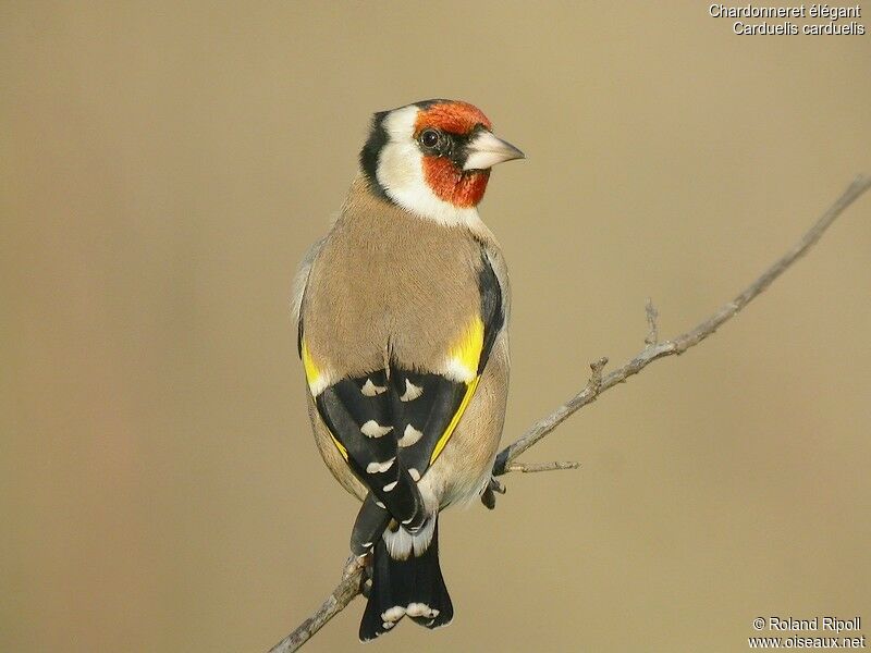 European Goldfinchadult post breeding