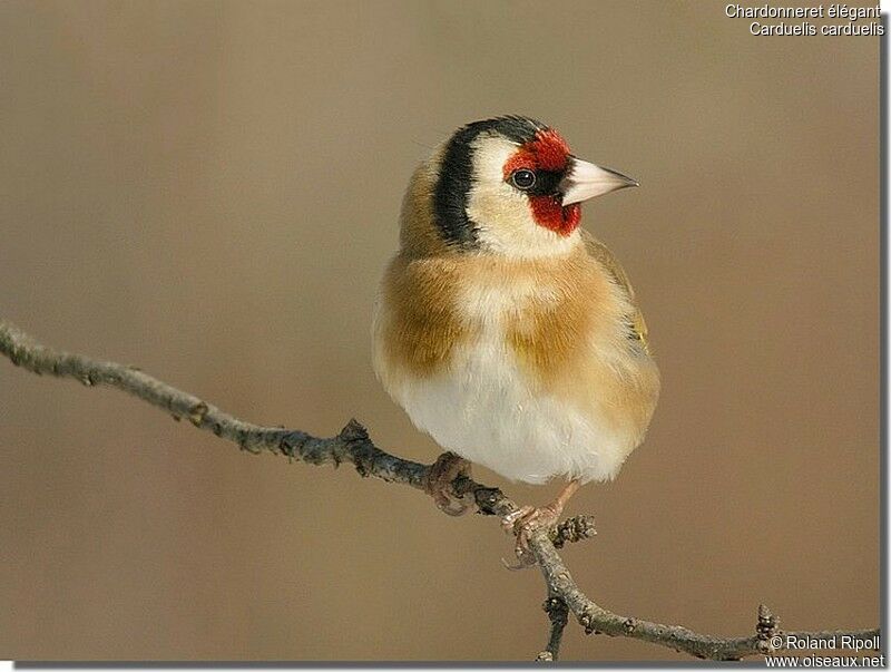 European Goldfinchadult post breeding