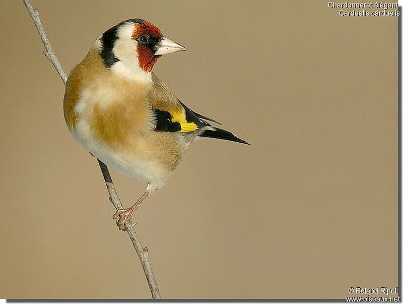 European Goldfinchadult post breeding, identification