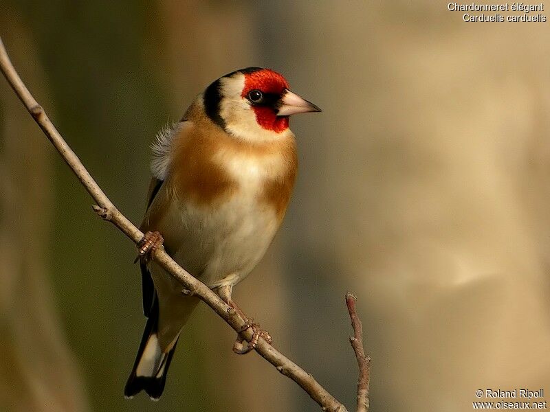 Chardonneret élégant