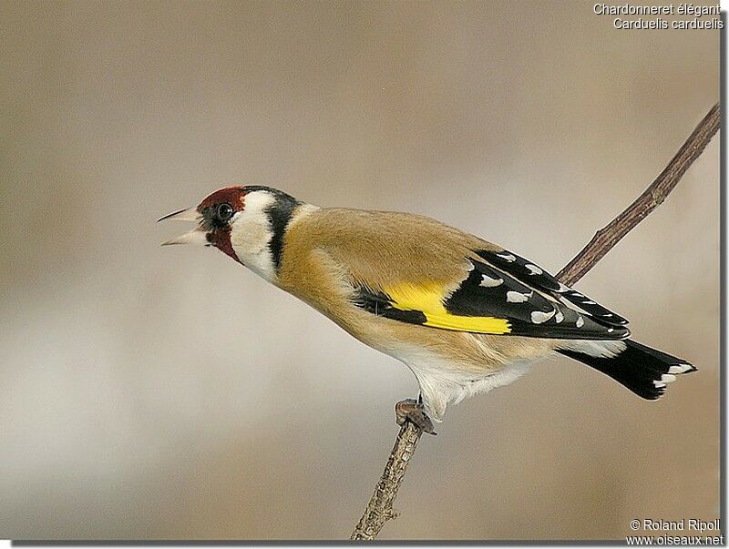 European Goldfinchadult post breeding