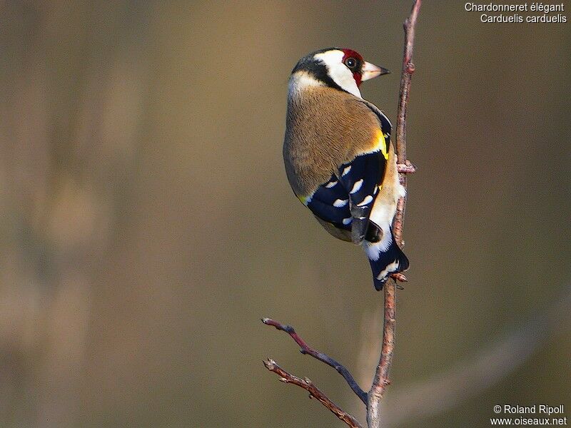 European Goldfinchadult post breeding