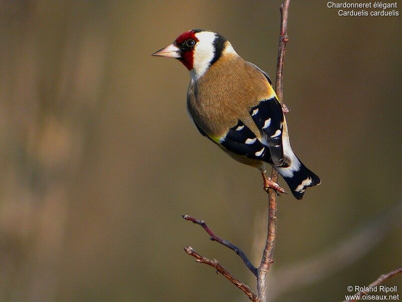 European Goldfinchadult post breeding