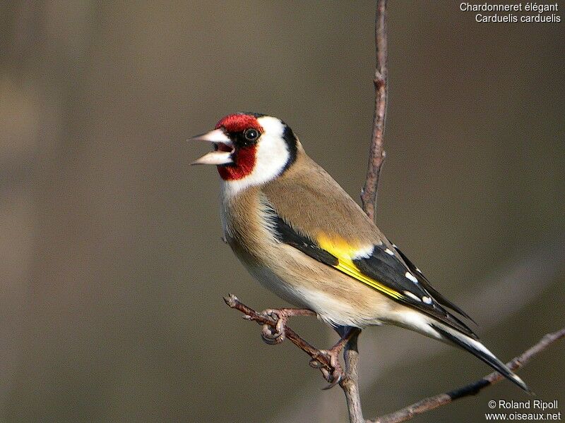 European Goldfinchadult post breeding