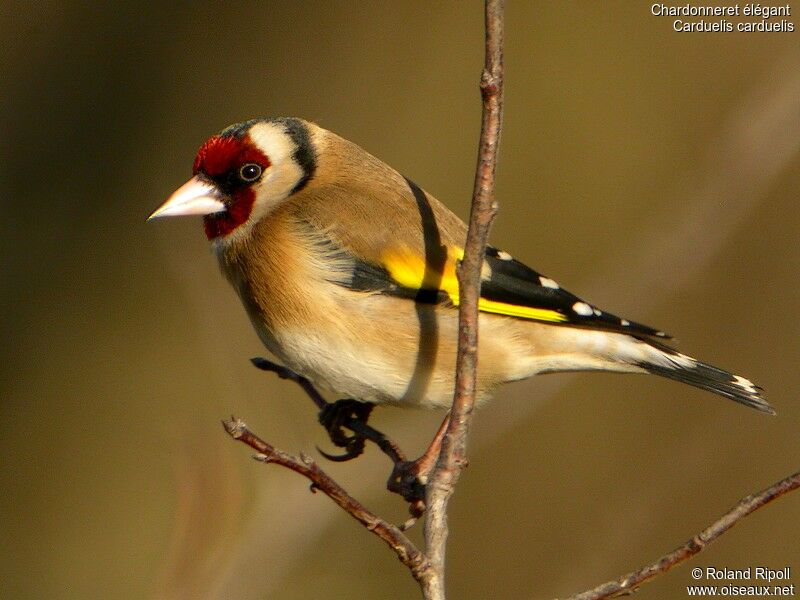 European Goldfinchadult post breeding