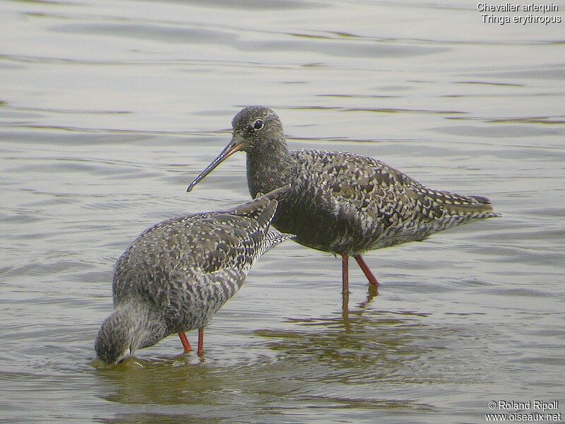 Spotted Redshank