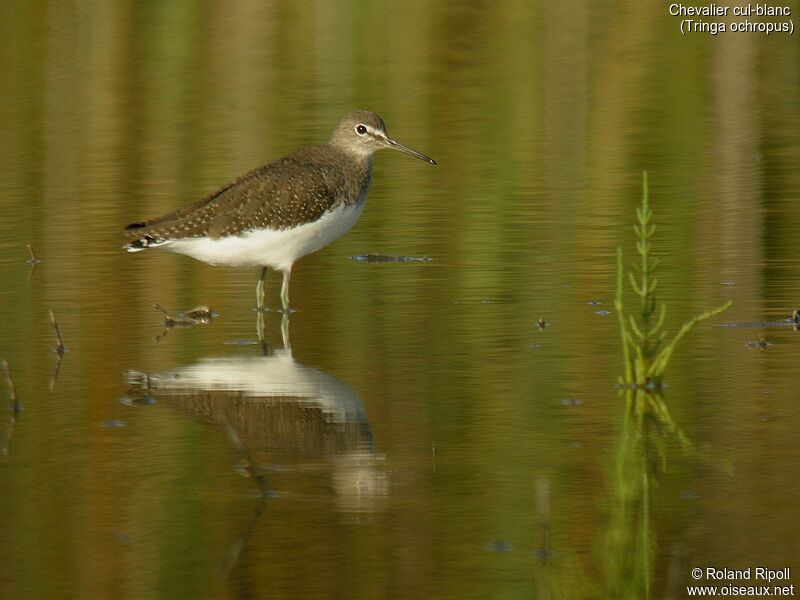 Green Sandpiperadult