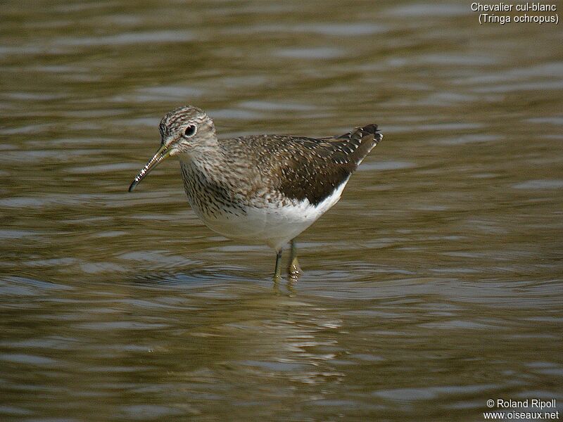 Green Sandpiperadult