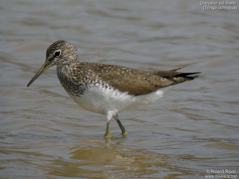 Green Sandpiperadult