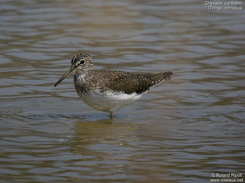 Green Sandpiperadult