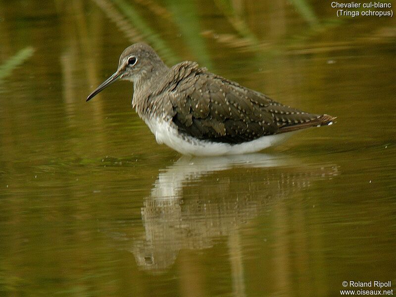 Green Sandpiperadult