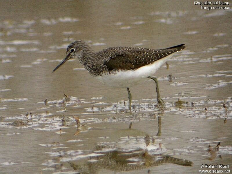 Green Sandpiperadult