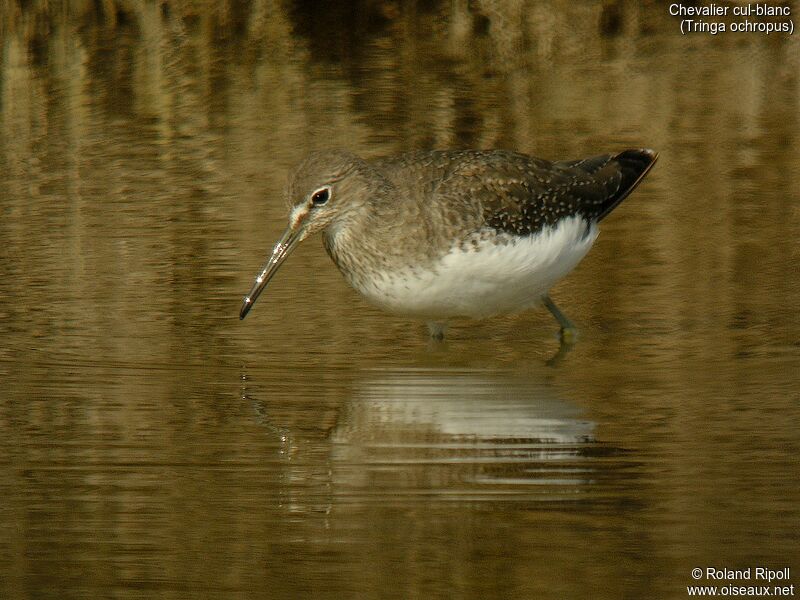 Green Sandpiper