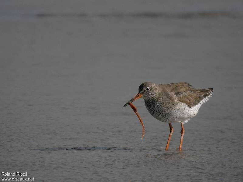 Common Redshank male adult, feeding habits, fishing/hunting