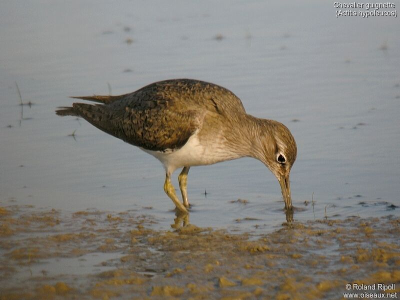 Common Sandpiper