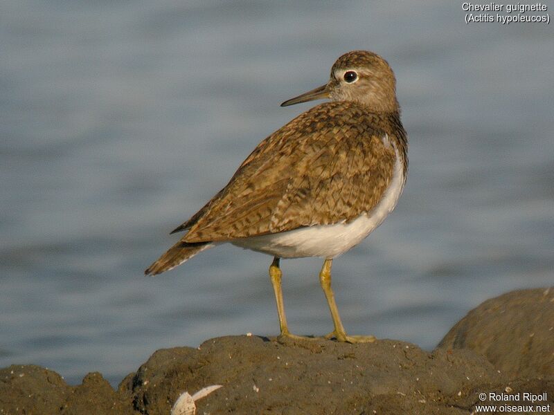 Common Sandpiper