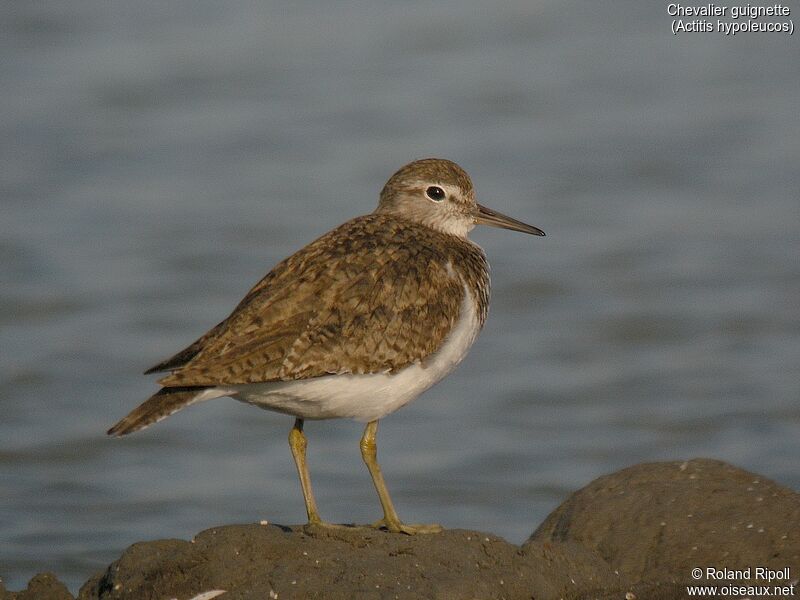 Common Sandpiper