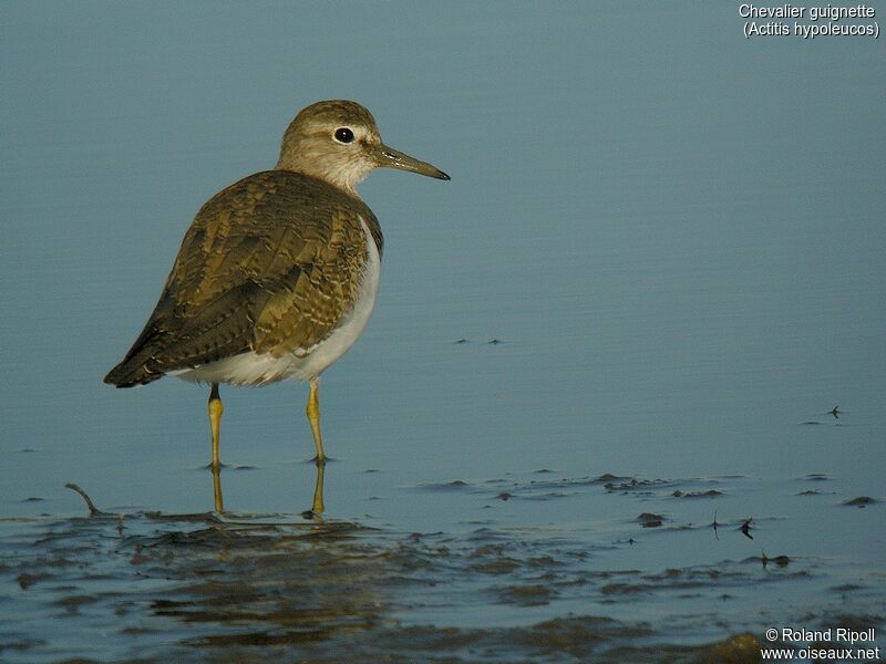 Common Sandpiper