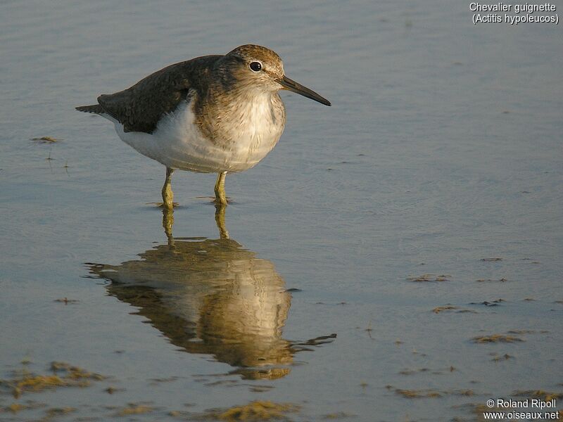 Common Sandpiper