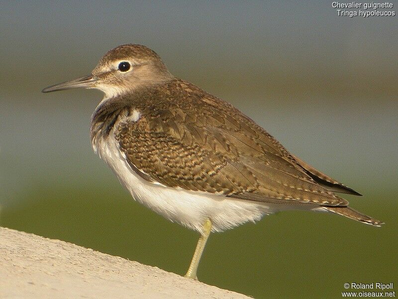 Common Sandpiperadult post breeding