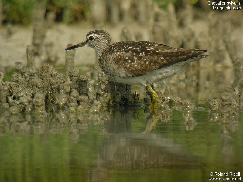 Wood Sandpiper