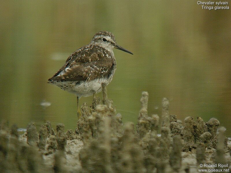 Wood Sandpiper