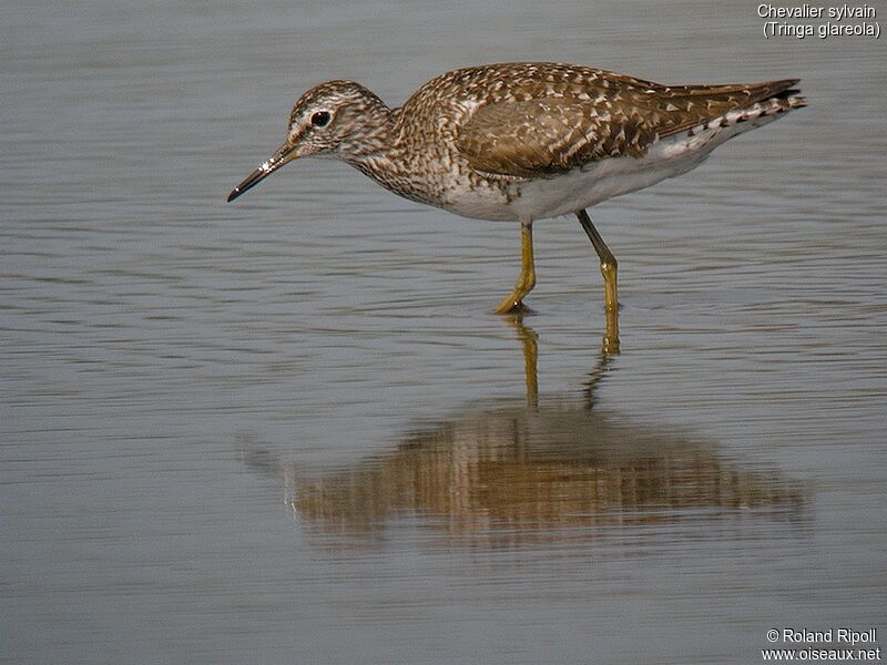 Wood Sandpiper