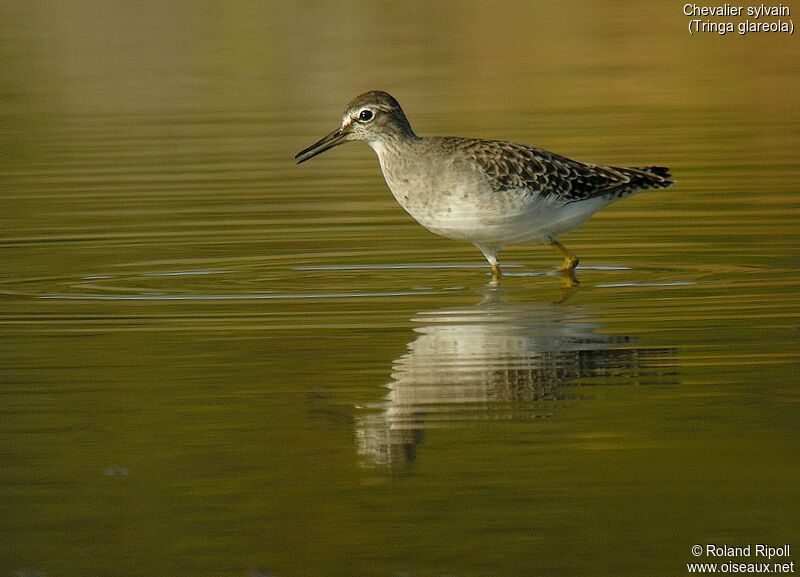 Wood Sandpiper