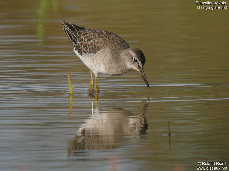 Wood Sandpiper