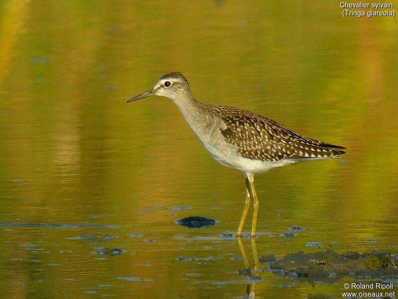 Wood Sandpiperadult post breeding