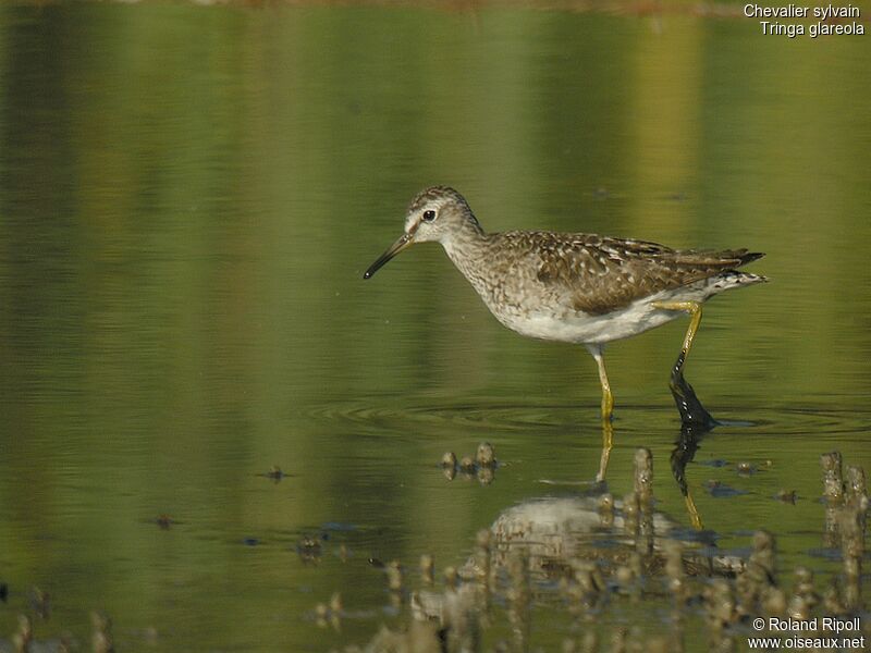 Wood Sandpiper