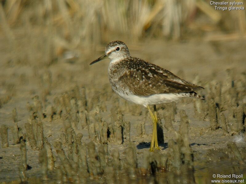 Wood Sandpiper