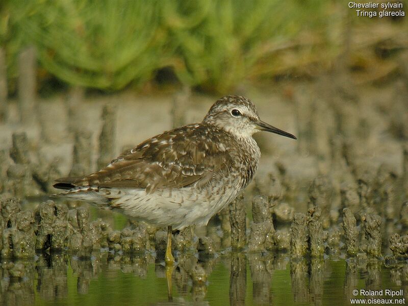 Wood Sandpiper