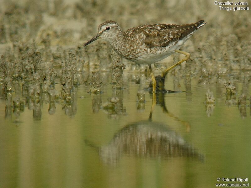 Wood Sandpiper