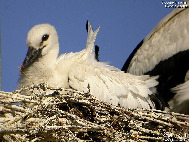 Cigogne blanche1ère année