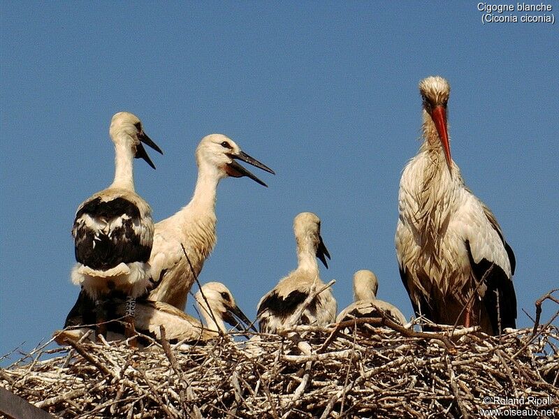 Cigogne blanche