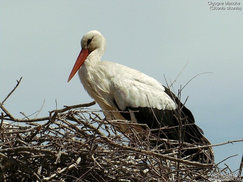 Cigogne blanche