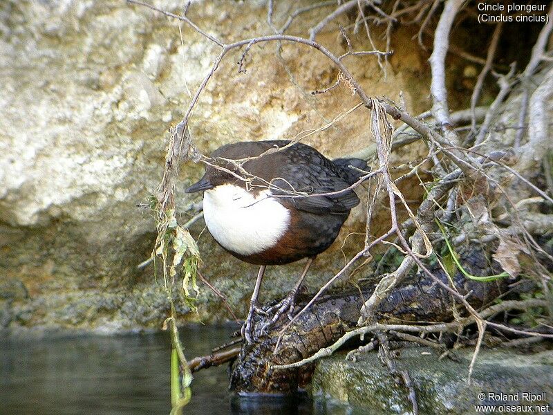 White-throated Dipper