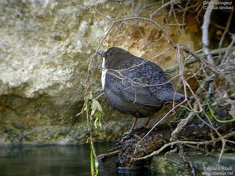 White-throated Dipper