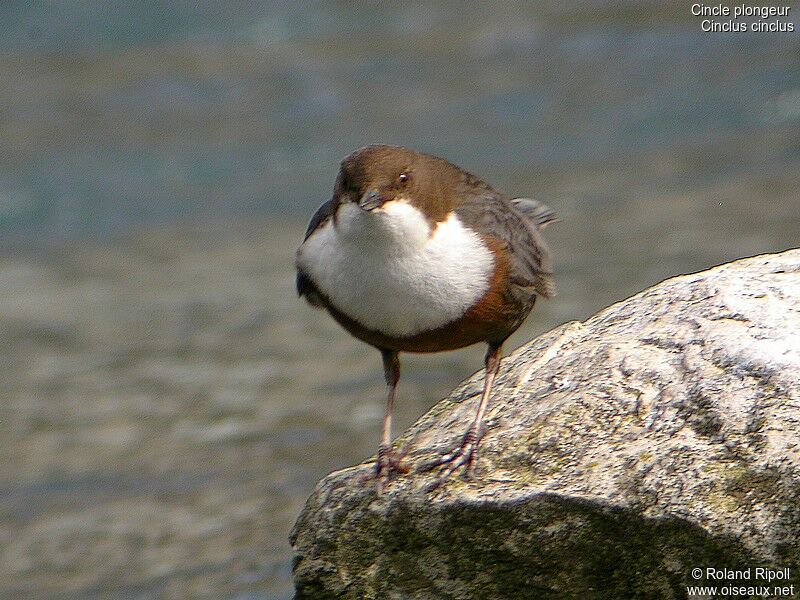 White-throated Dipperadult post breeding