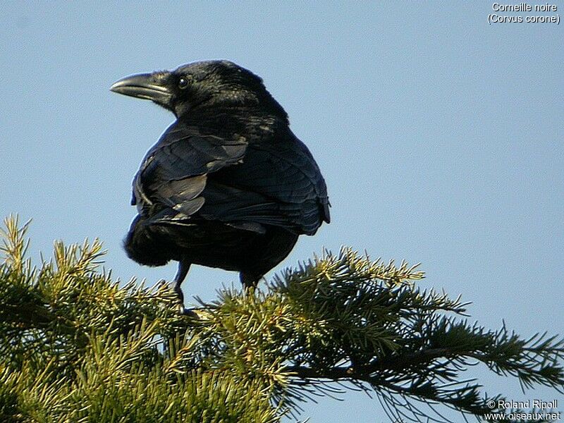 Carrion Crow