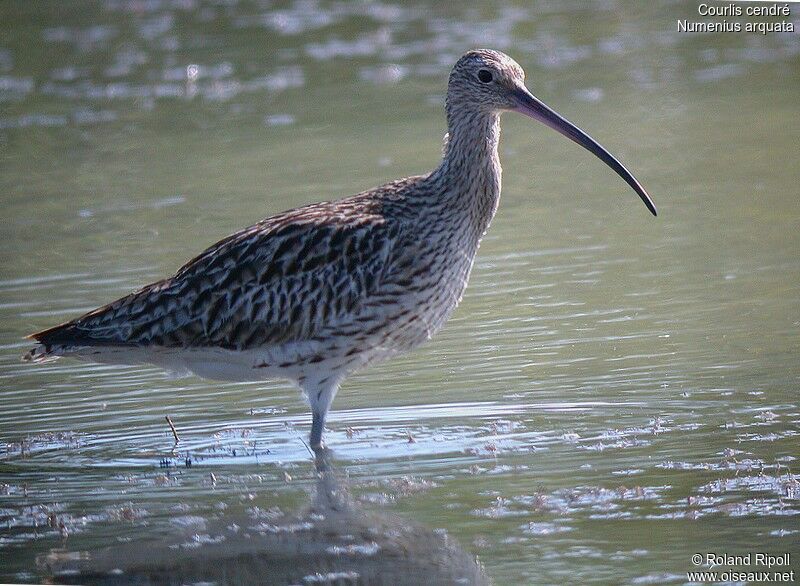 Eurasian Curlewadult breeding