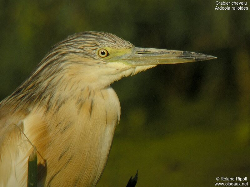 Squacco Heron