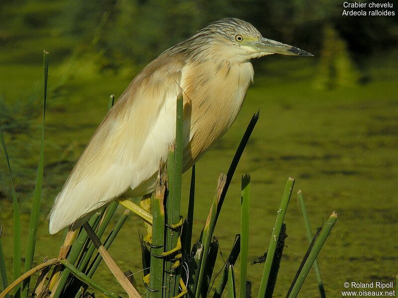 Squacco Heron