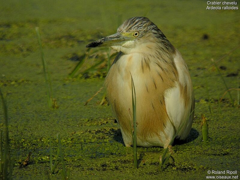 Squacco Heron