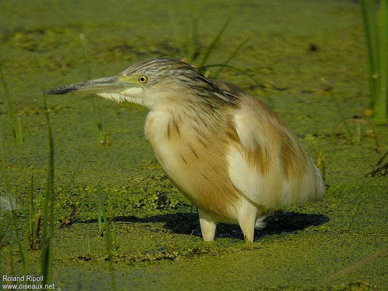 Squacco Heronadult transition, habitat, fishing/hunting