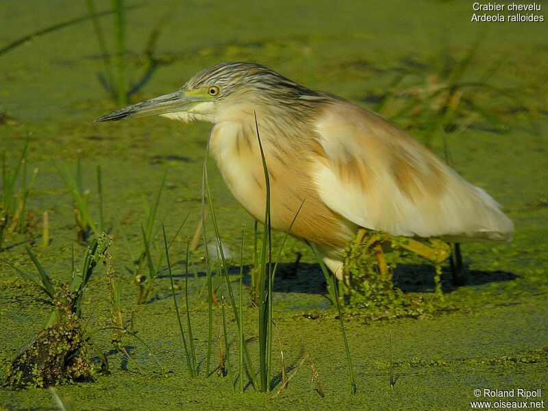 Squacco Heron