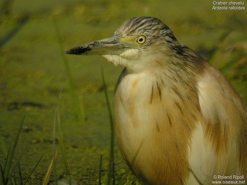 Crabier chevelu