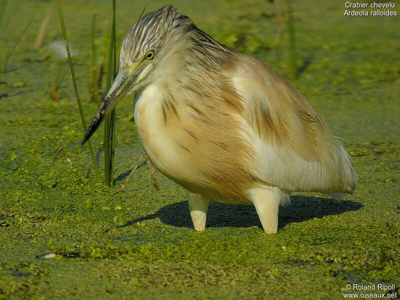 Squacco Heron